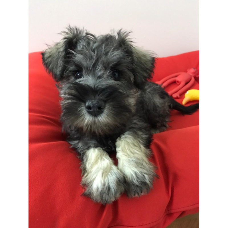 Hermosos Schnauzer Miniatura Sal y Pimienta by Masqueen