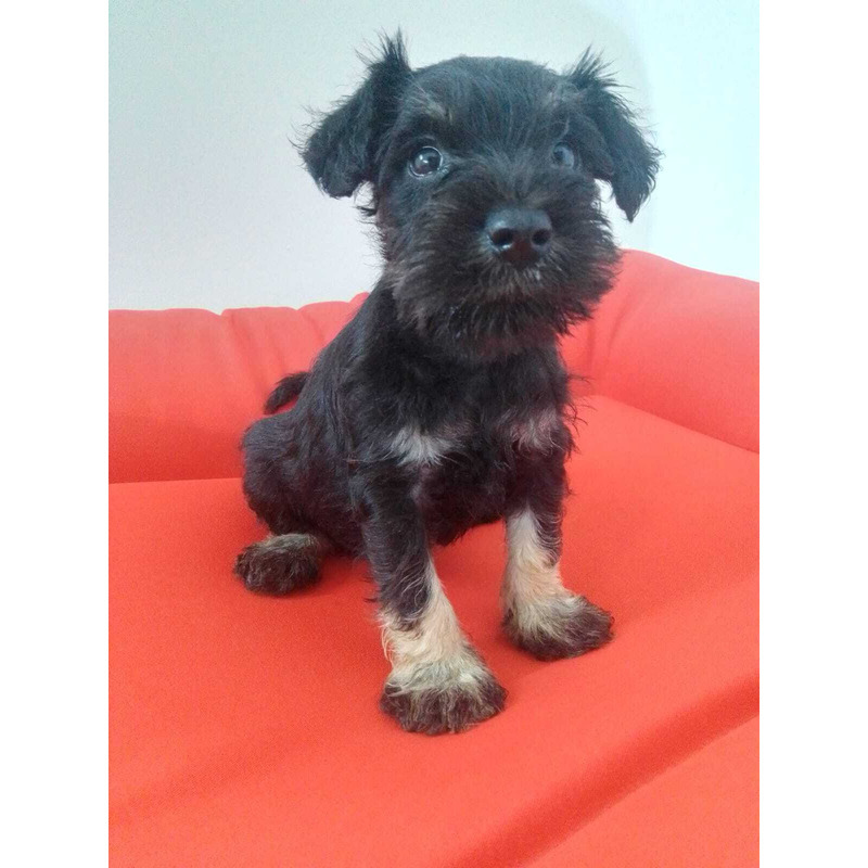 Preciosos Schnauzer Mini Sal y Pimienta by Masqueen