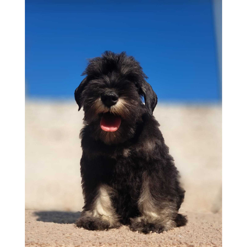 Hermosos Schnauzer Miniatura Negro y Plata by Masqueen