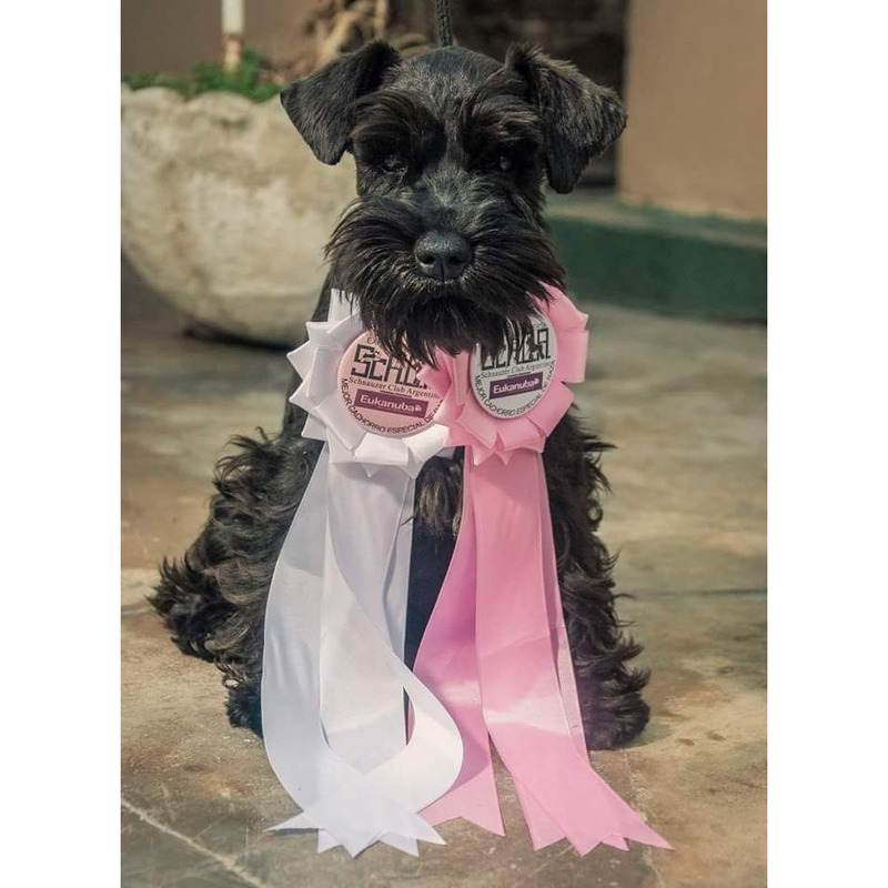 Hermosos Schnauzer Miniatura Negro by Masqueen