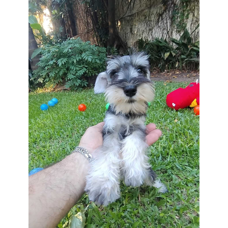 Amorosos Schnauzer Mini Sal y Pimienta by Masqueen
