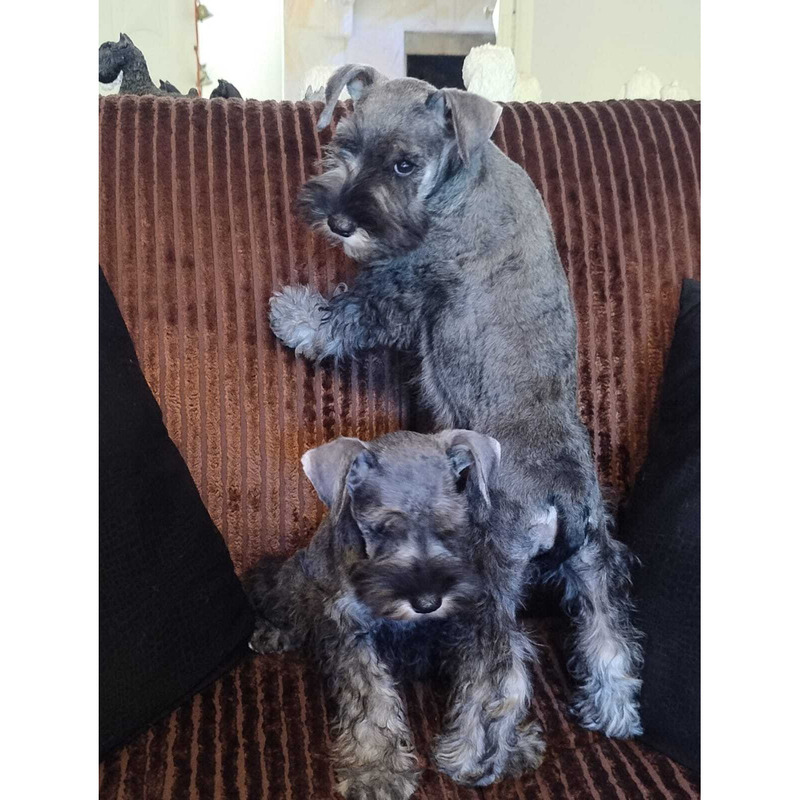 Mimosos Schnauzers Mini Sal y Pimienta by Masqueen
