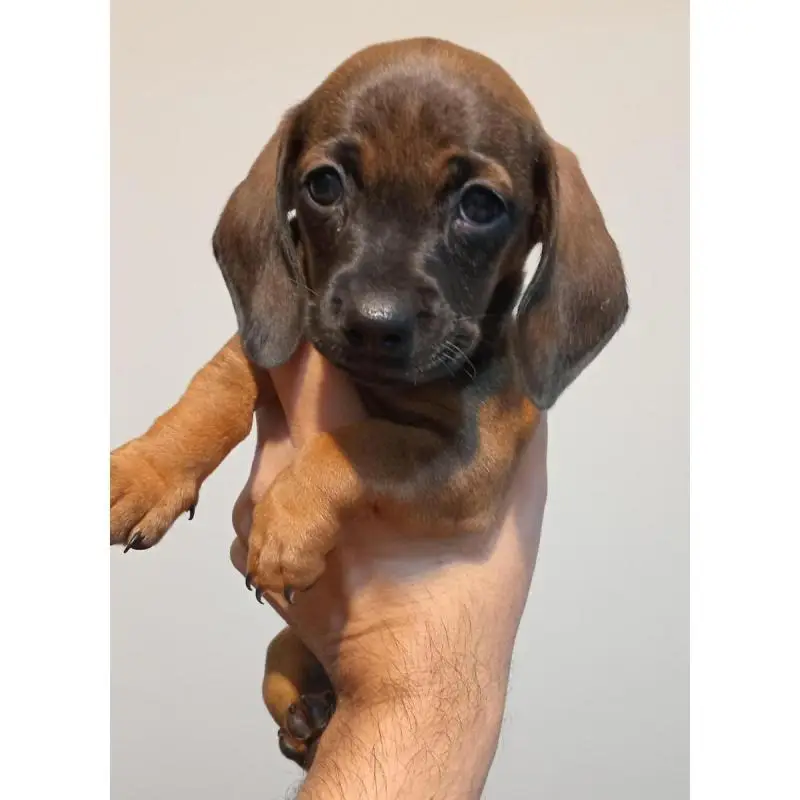 Datchshund disponible