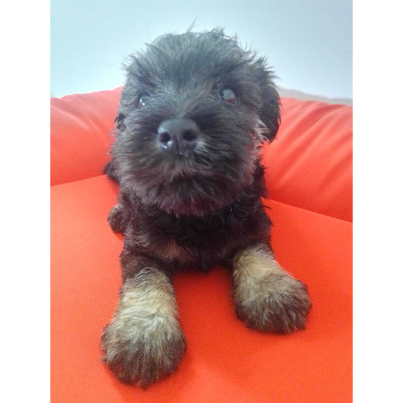 Schnauzer Mini Sal y Pimienta Dia del Agua by Masqueen