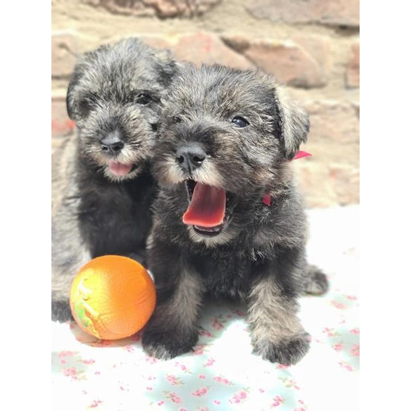 Schnauzer Miniatura Sal y Pimienta: Inteligencia y Elegancia en un Solo Compañero