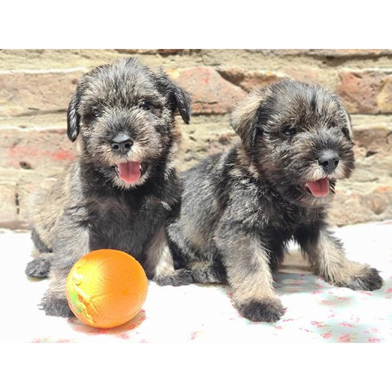Hermosos Schnauzer Miniatura Sal y Pimienta Dia del Amor by Masqueen