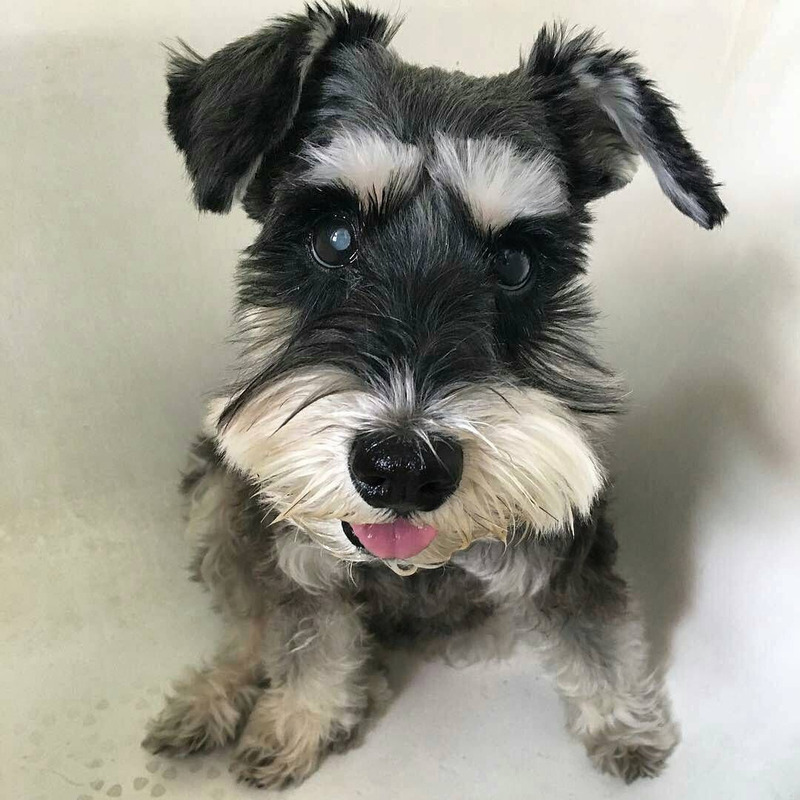 Preciosos Schnauzer Miniatura Negro y Plata: El Compañero Ideal para Tu Hogar