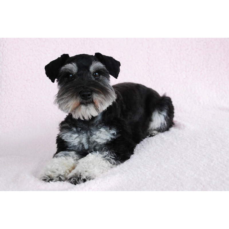 Amorosos Schnauzer Mini Negro y Plata by Masqueen