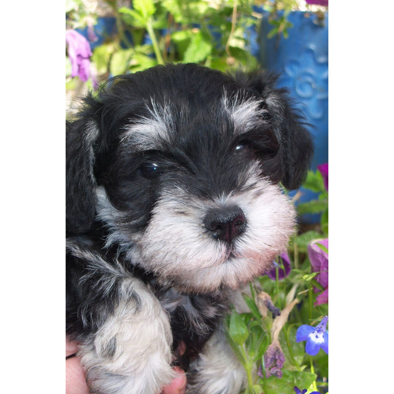 Adorables Schnauzers Mini Negro y Plata by Masqueen