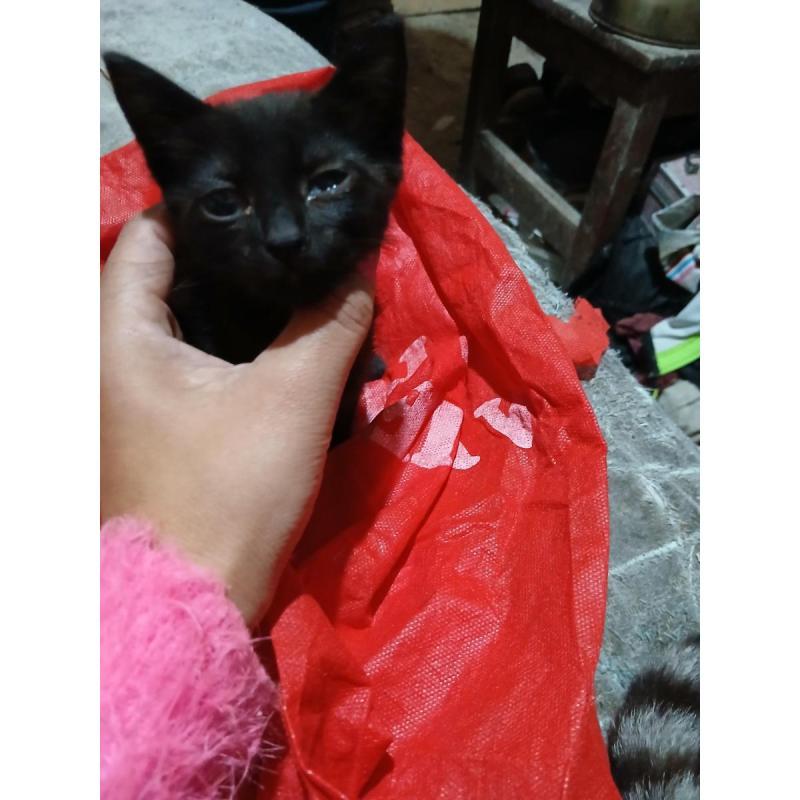 Doy gatito negro en adopción