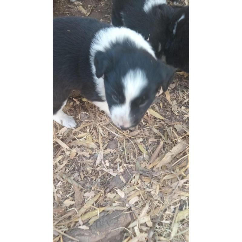 border collie cachorros