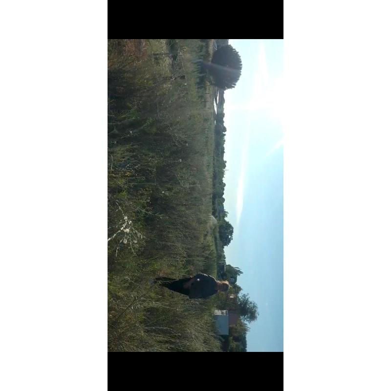 Pehuenco Lote - 2