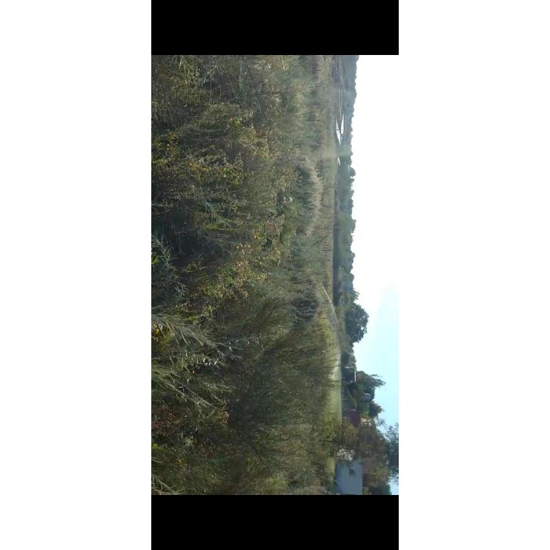 Pehuenco Lote - 5