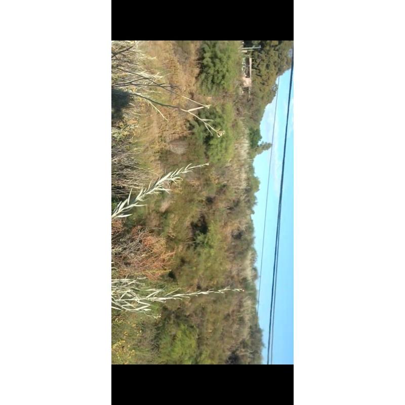 Pehuenco Lote - 8