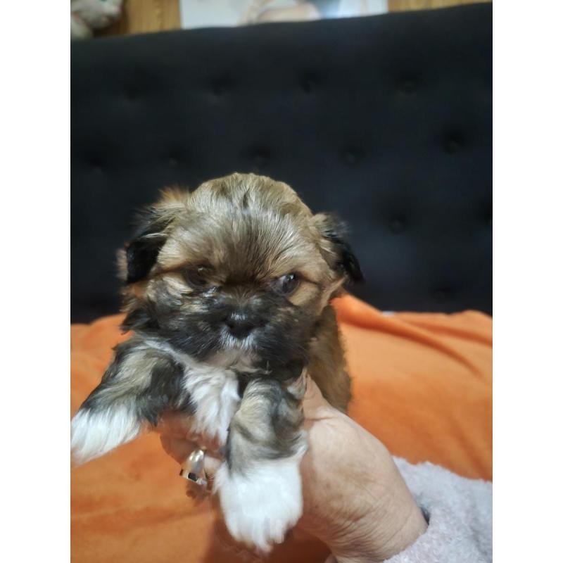 Shitzu bebe - 2
