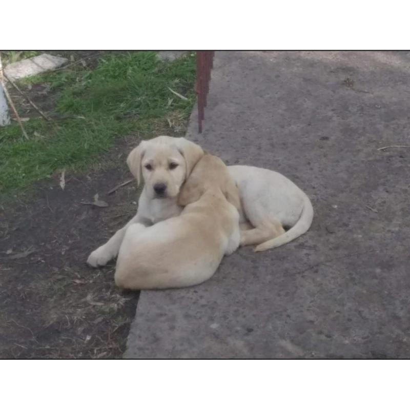 Cachorros Labrador