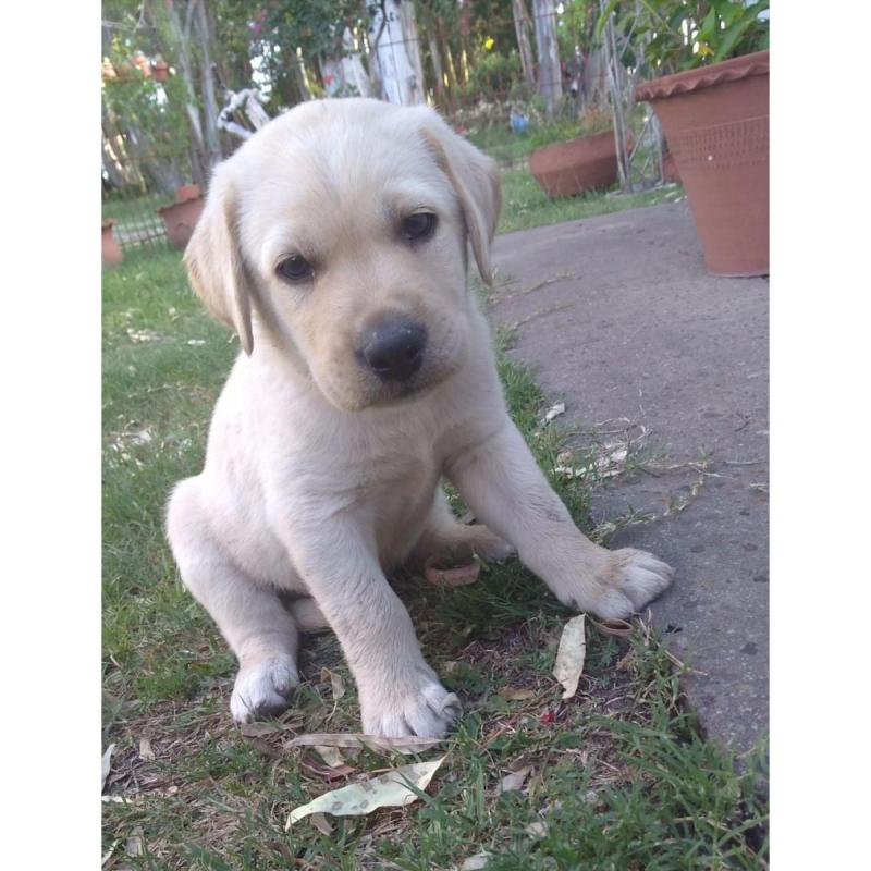 Cachorros Labrador - 2/5