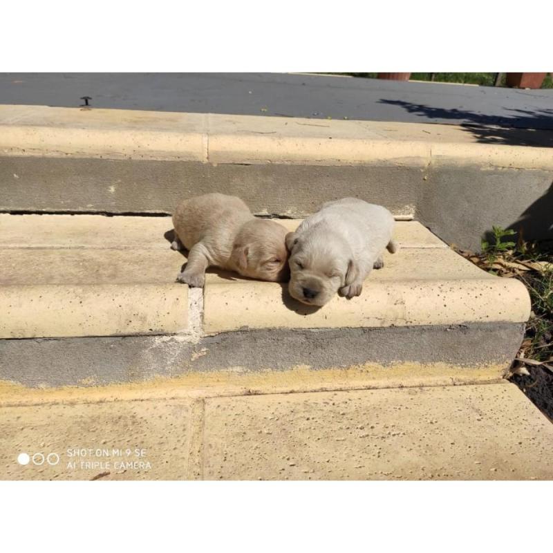 Cachorros Labrador - 3/5