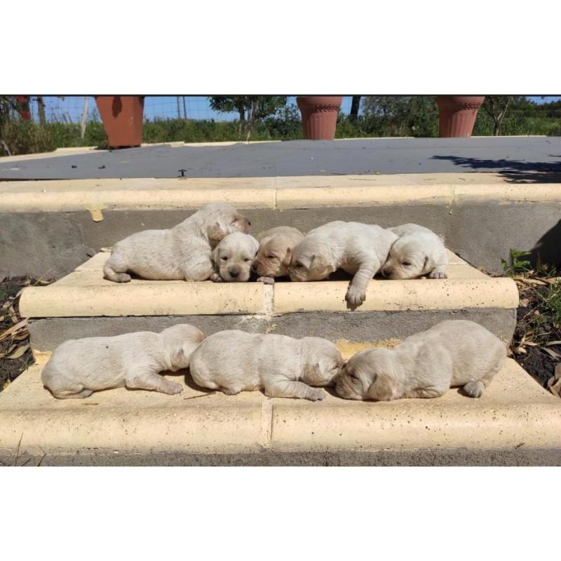 Cachorros Labrador - 4/5