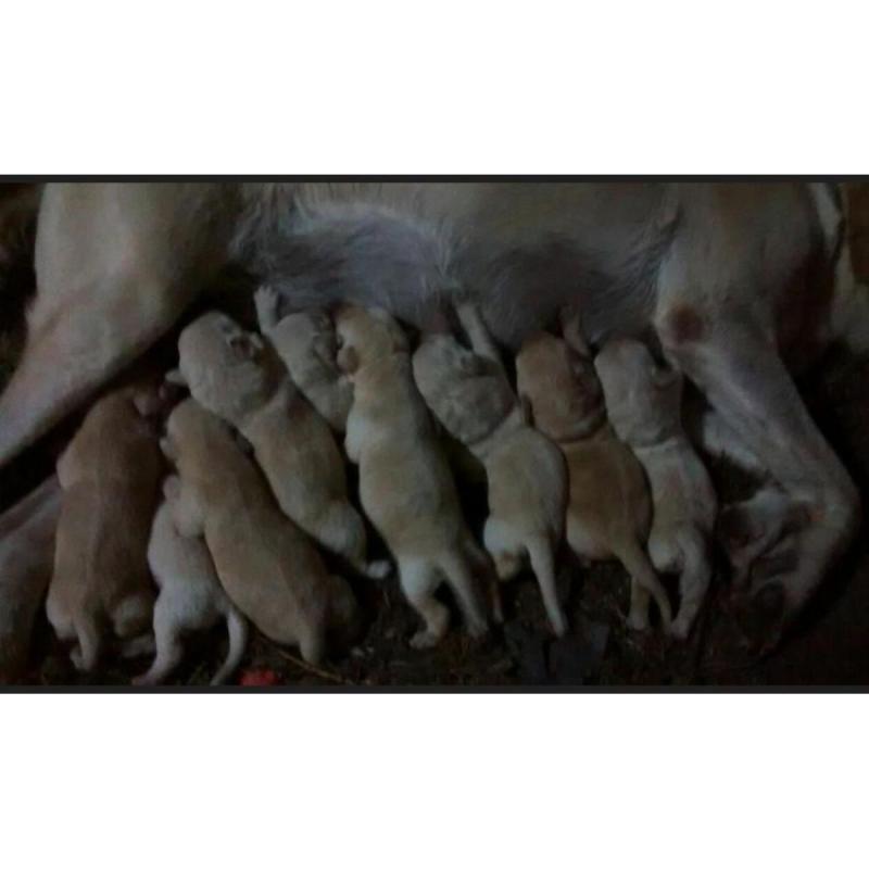 Cachorros Labrador - 5/5