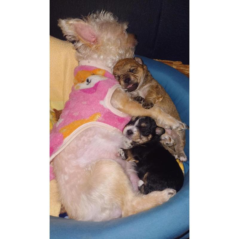Vendos cachorros