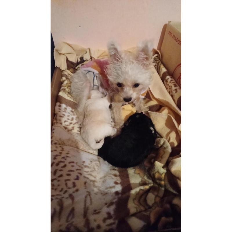 Vendos cachorros - 2