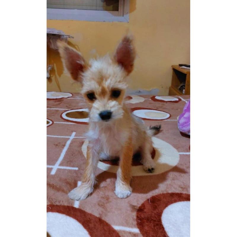Vendos cachorros - 3