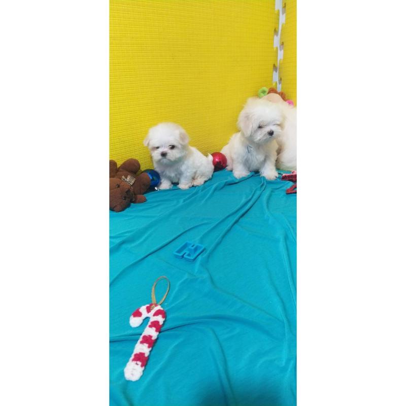 Hermosos maltés disponible hembra y machos con libreta sanitaria de pelo largo y sedoso los cachorro