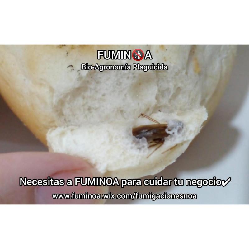 Protección Plaguicida Total a su Empresa
