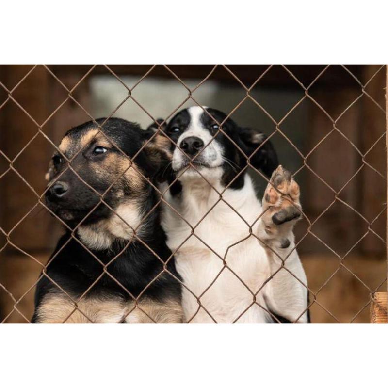 ¡Adopta y Cambia una Vida en la Fundación Los Angelitos de Violeta!