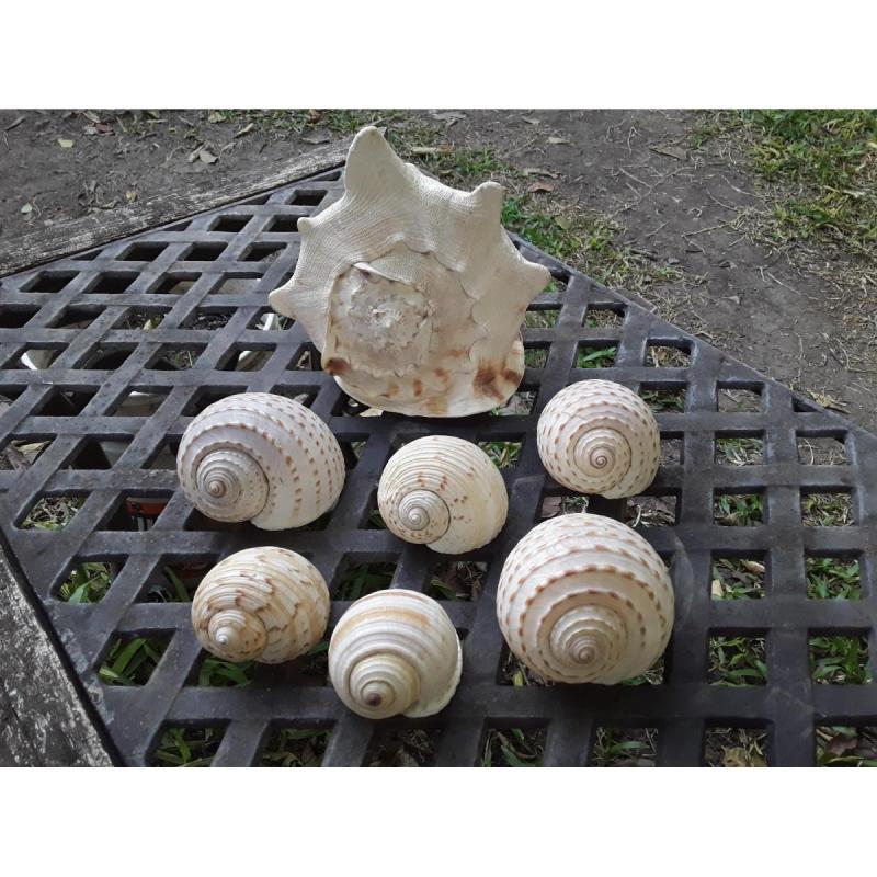 Caracoles grandes