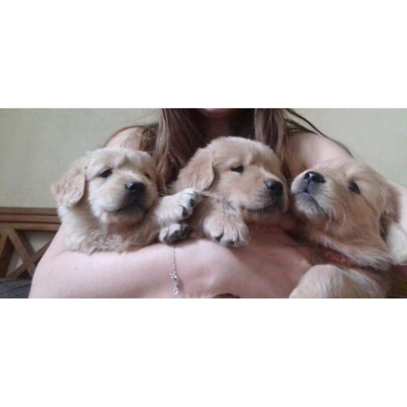 Golden Retriever