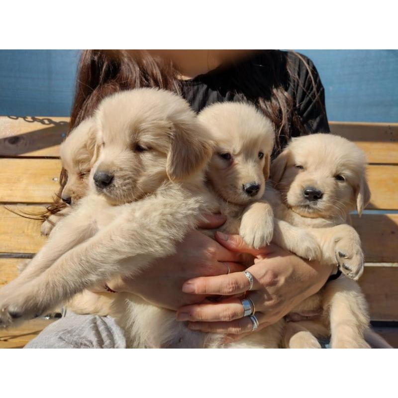 Golden Retriever - 2