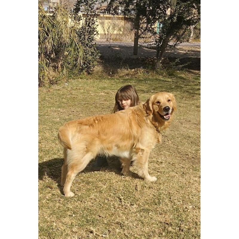 Golden Retriever - 3