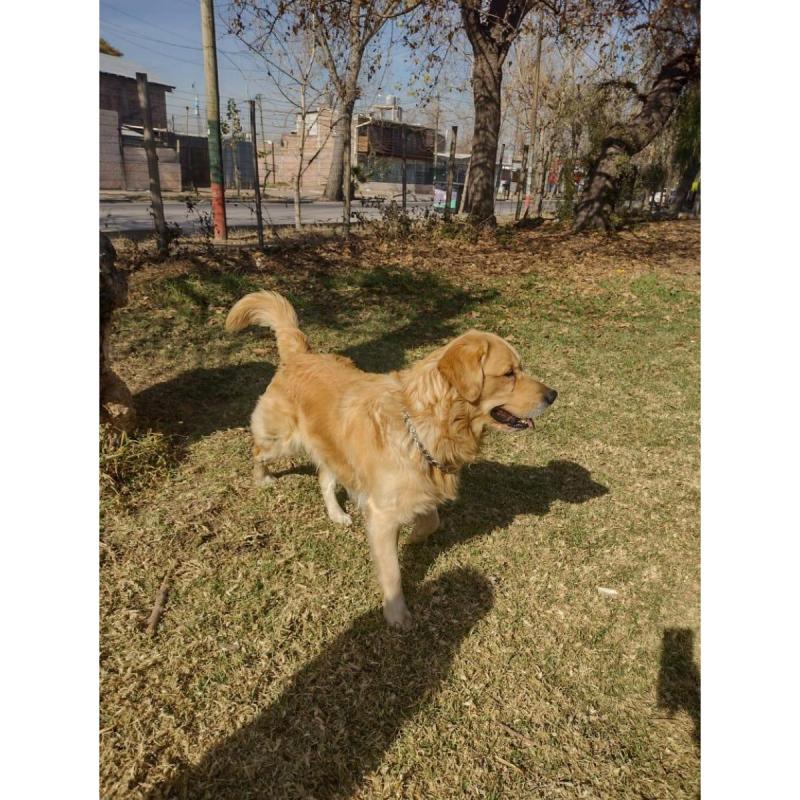Golden Retriever - 4
