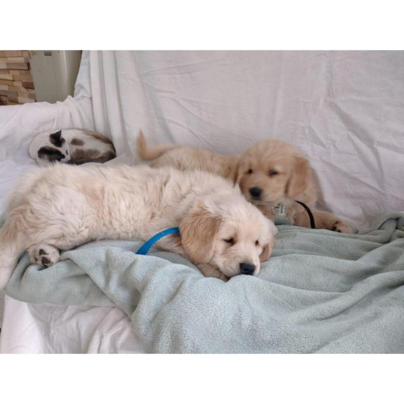 Golden Retriever - 5