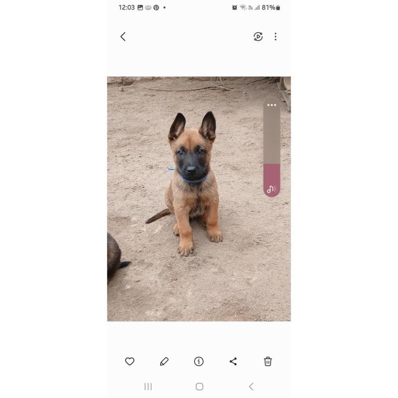 Pastor belga malinois