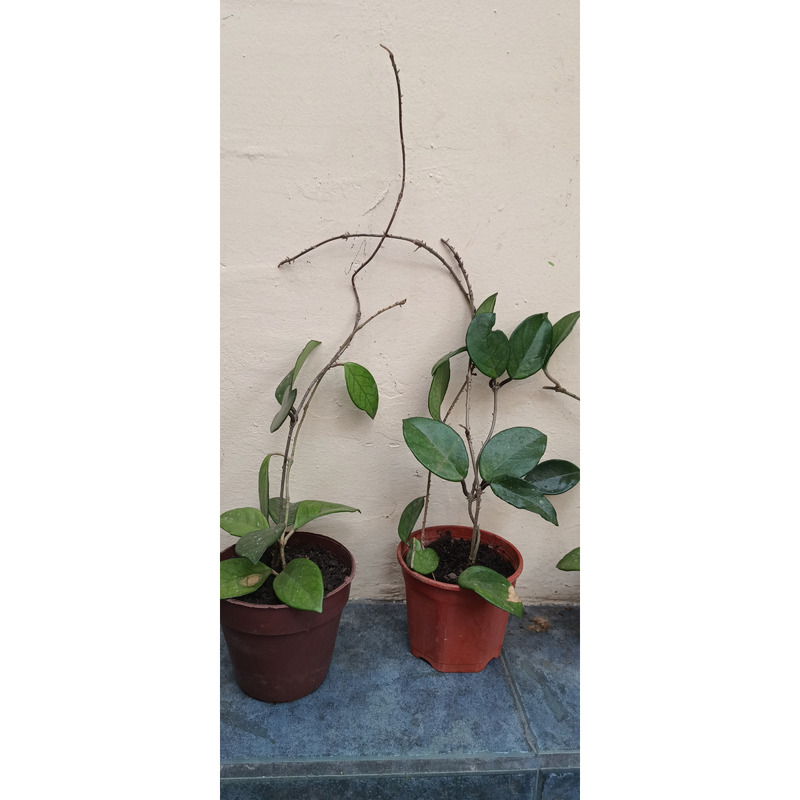 HOYA CARNOSA (flor de nacar, o flor de cera)