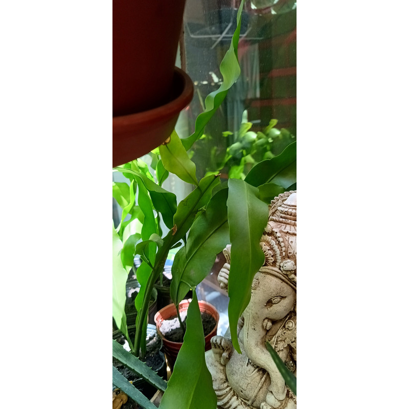 EPIPHILLUM OXYPETALUM (dama de noche o reina de la noche)