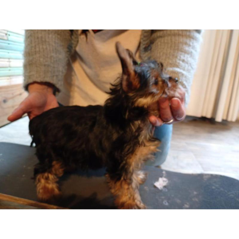 Cachorros de Yorkshire Terrier!!!