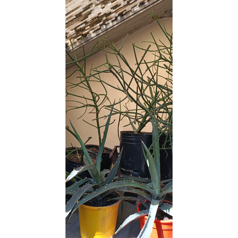 EUPHORBIA TIRUCALLI ( suculenta dedos, esqueleto, palito)