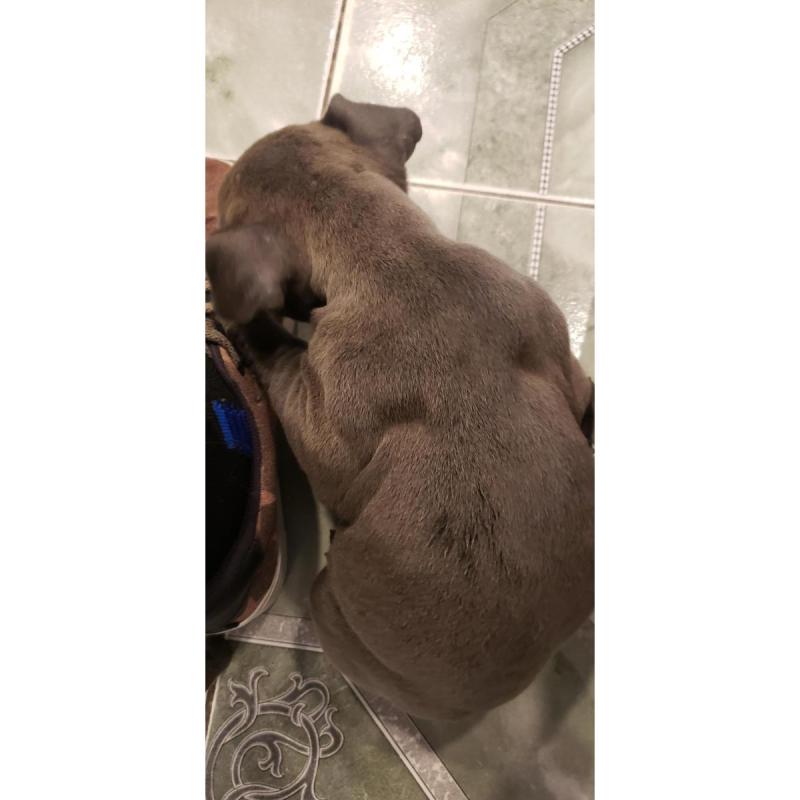 American bully
