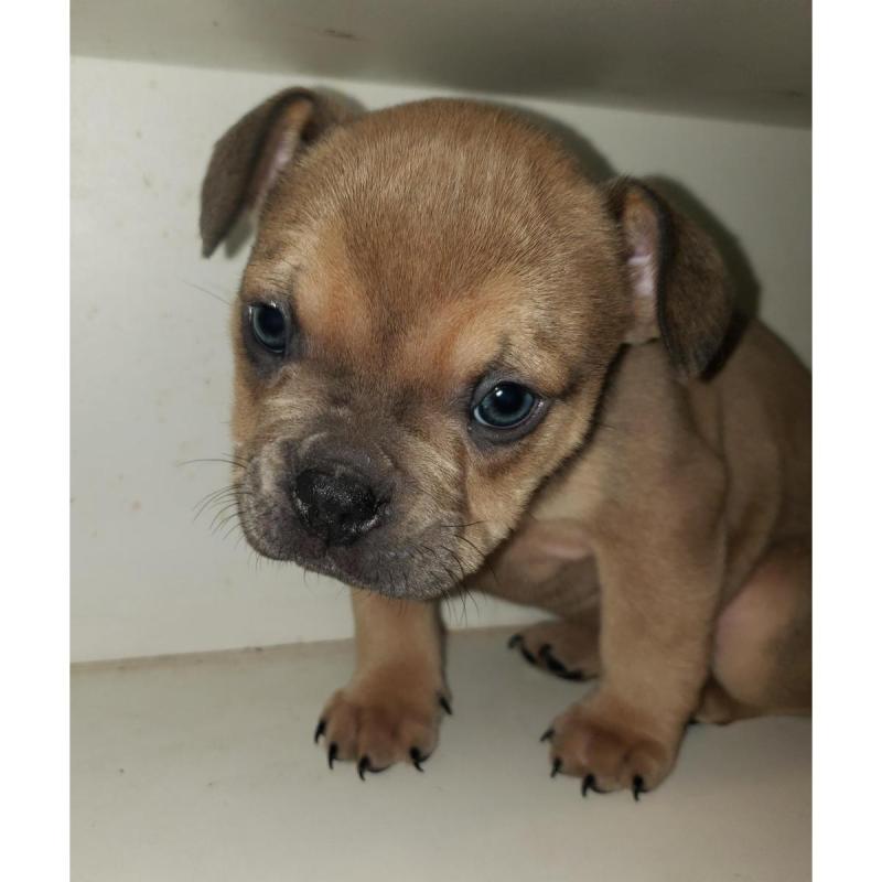 American bully - 2