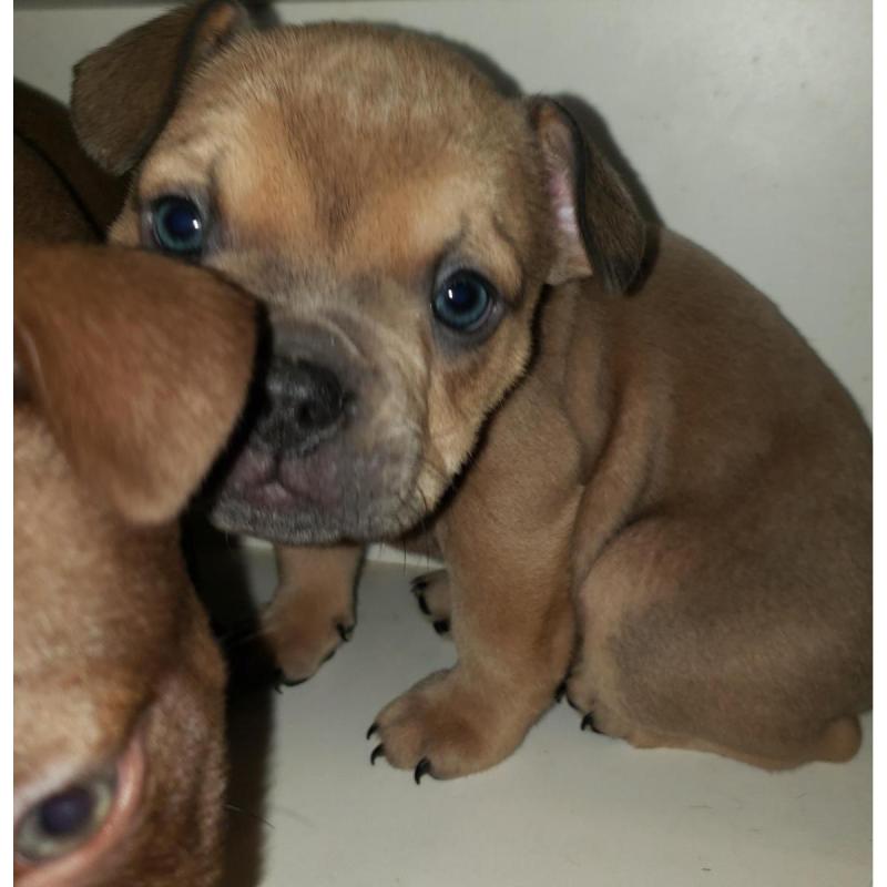 American bully - 3