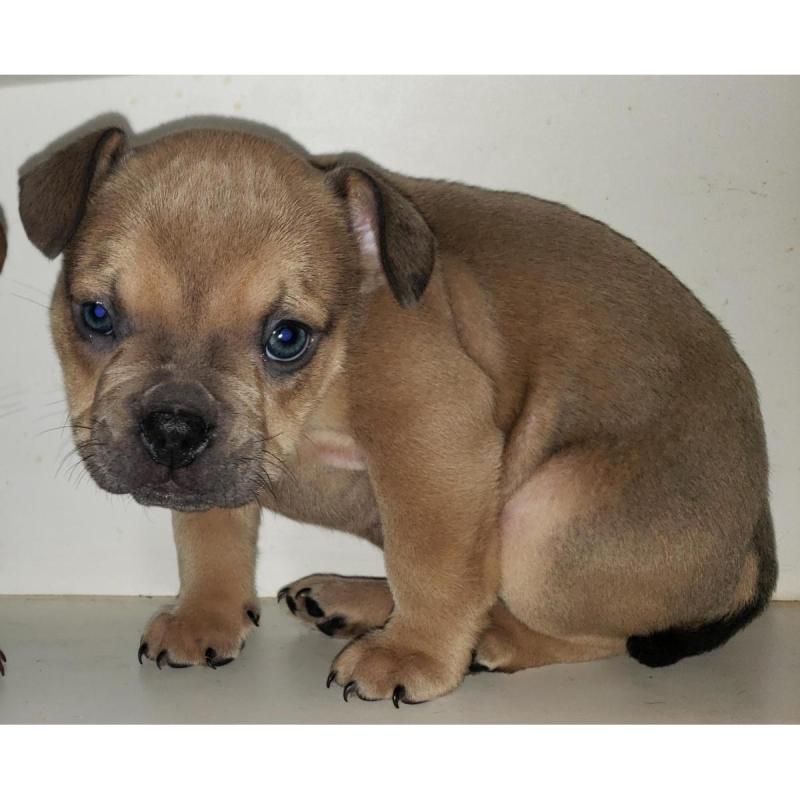 American bully - 4