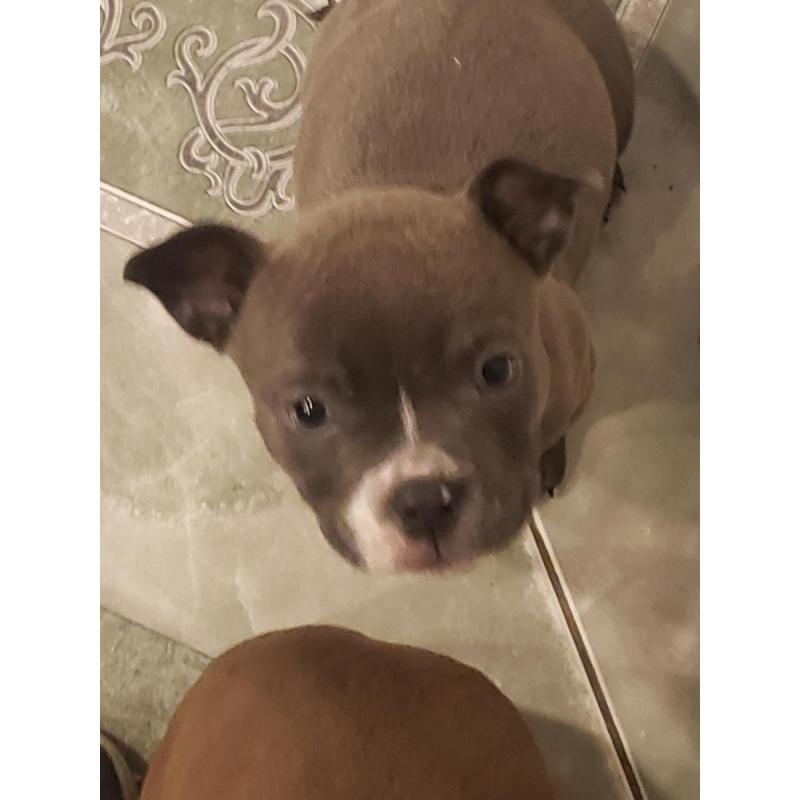 American bully - 5