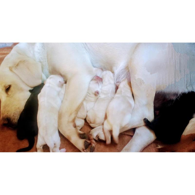 Se venden cachorros de perros labradores retriver