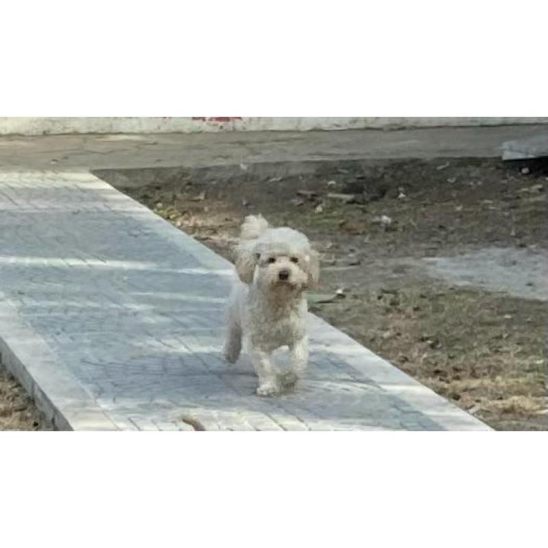 Cachorro Caniche Toy de año y medio