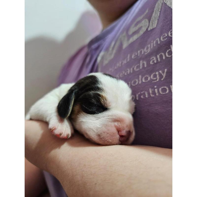 Cachorros Beagles Tricolor