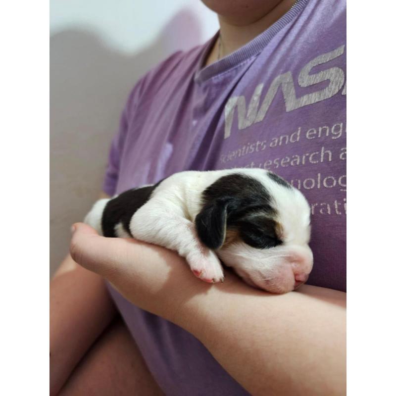 Cachorros Beagles Tricolor - 2